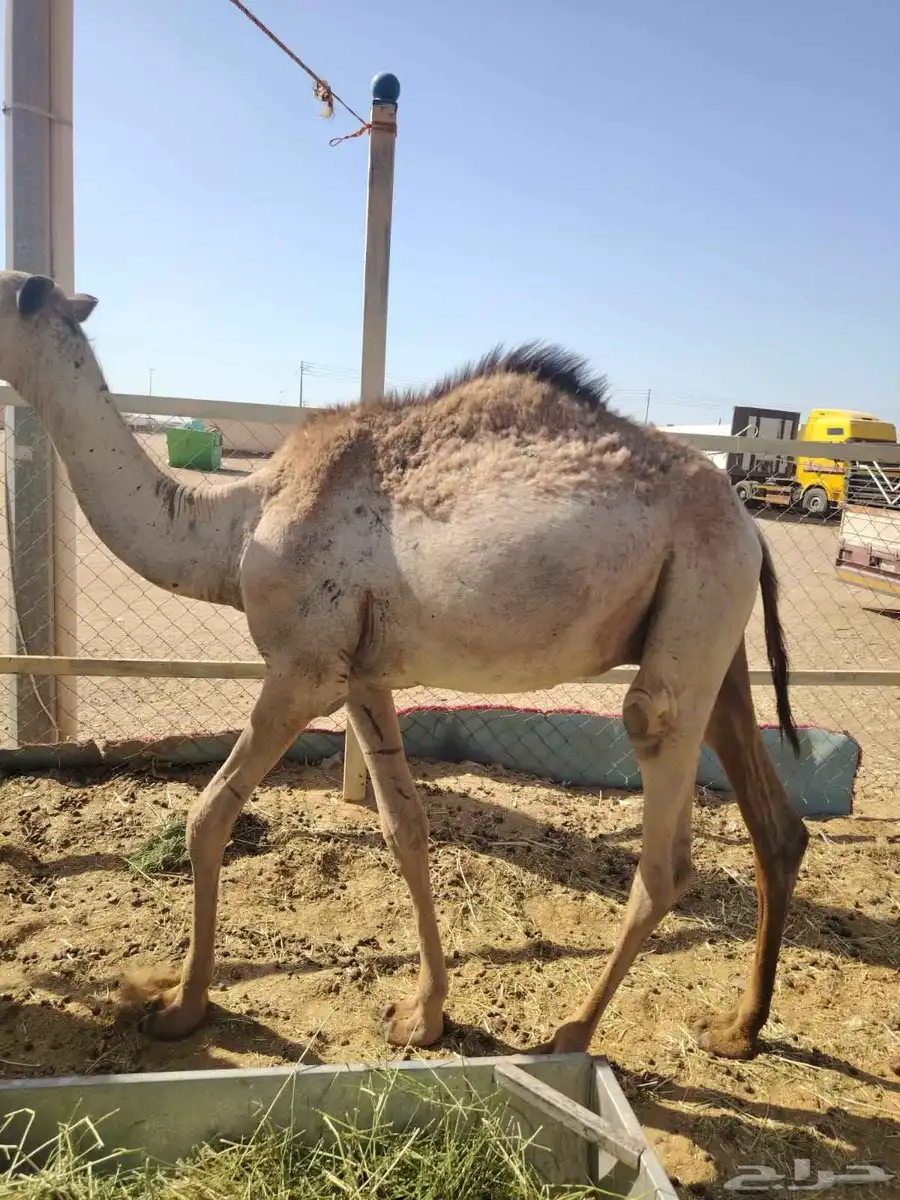 اللي عنده مناسبة او ملحمة متوفر قعدان طيبة تبارك الله 2