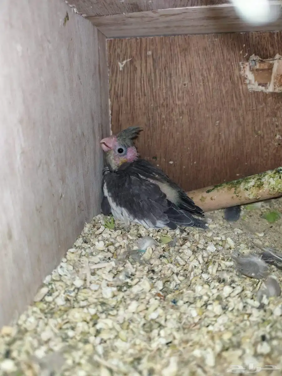 طيور كروان للبيع اربعه طيور 2