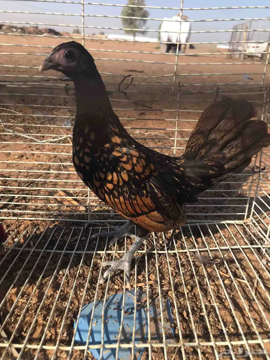 دجاج شهرين ونص وديك سبرايت العمر ثلاث شهور ونص تقريبا 3