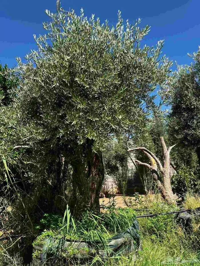 زيتون مراكن وأرض محضن 1