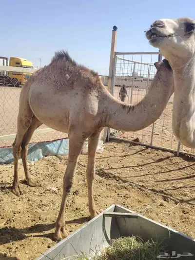 برابر وتيوس صوماليه وسواكن حمرى جذع 2