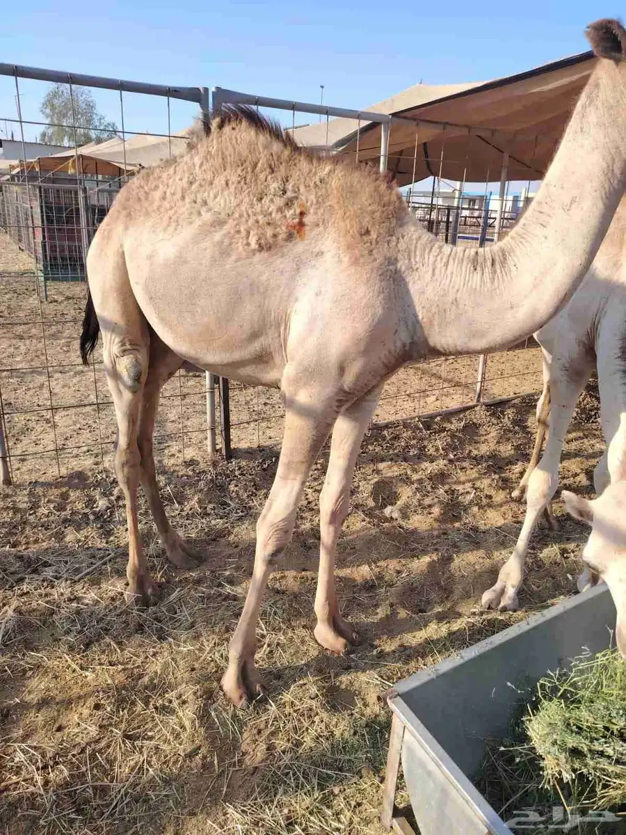 اللي عنده مناسبة او ملحمة متوفر قعدان طيبة تبارك الله 3