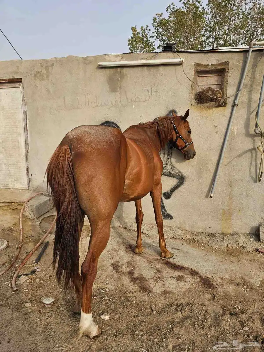 فرس انقليزيه index