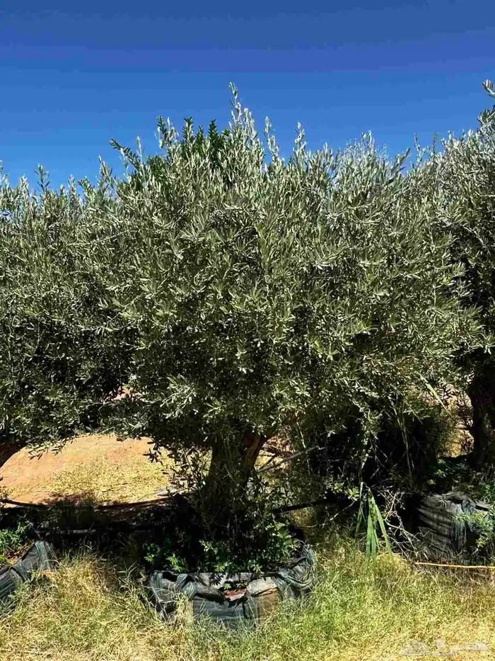 زيتون مراكن وأرض محضن 0