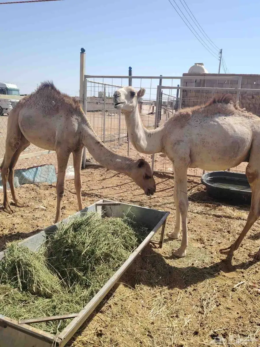 اللي عنده مناسبة او ملحمة متوفر قعدان طيبة تبارك الله 1