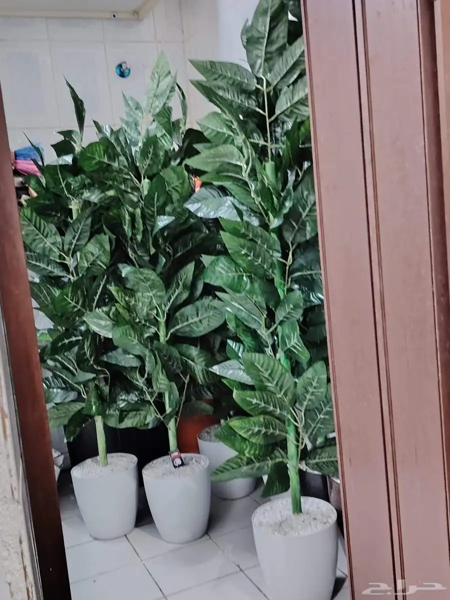 أشجار زينه بيع بي الجمله وتجزه 7