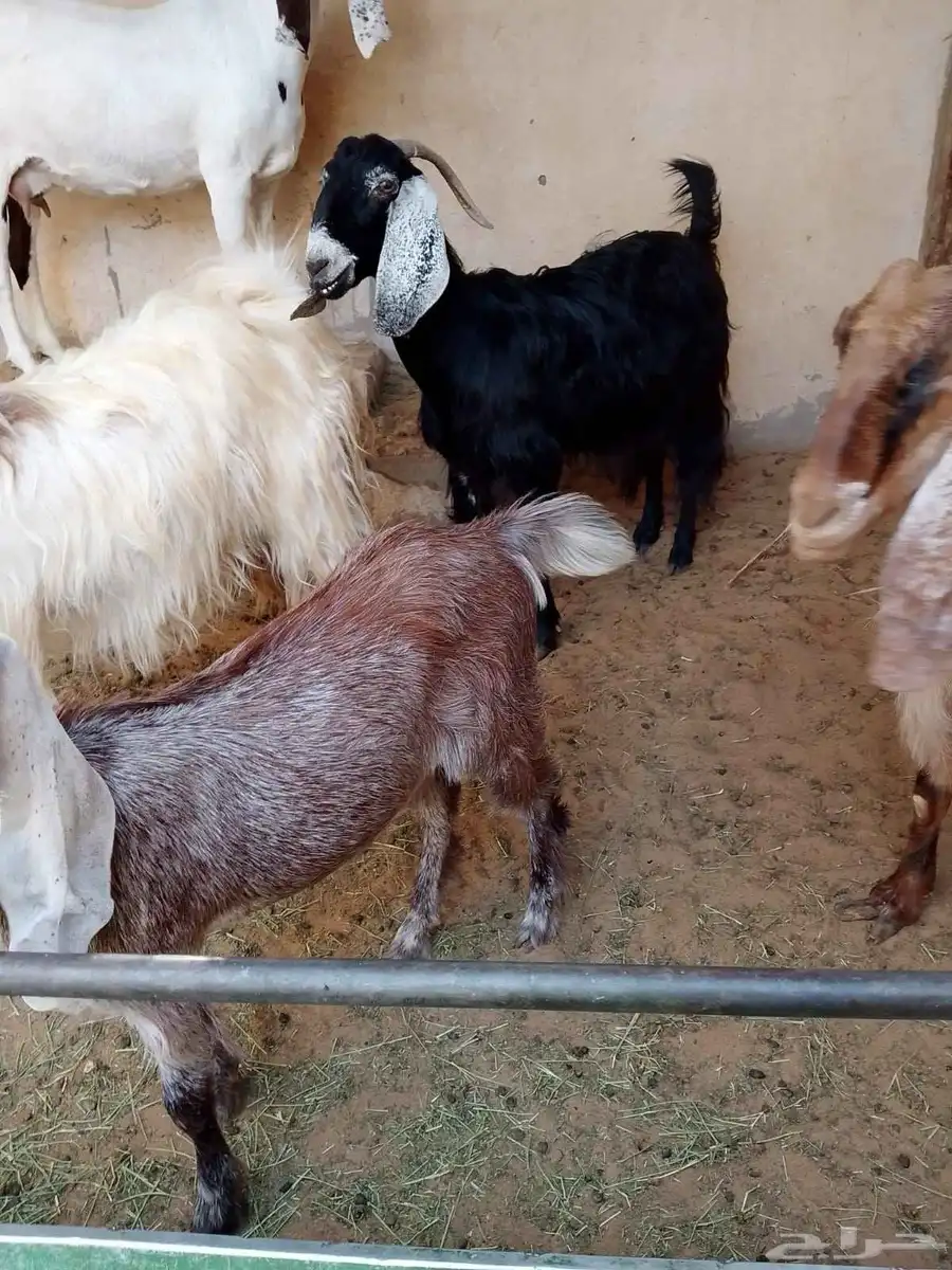 عنز للبيع سوداء عارضية... بريدة 2