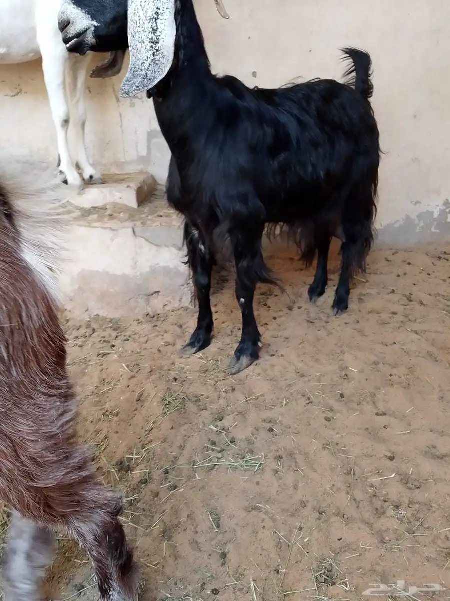 عنز للبيع سوداء عارضية... بريدة 4