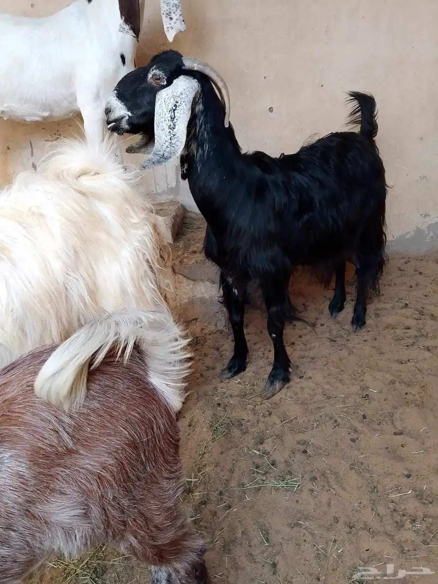 عنز للبيع سوداء عارضية... بريدة 1