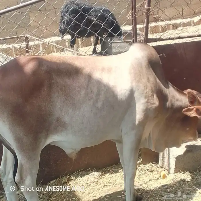 سره عبيده 1
