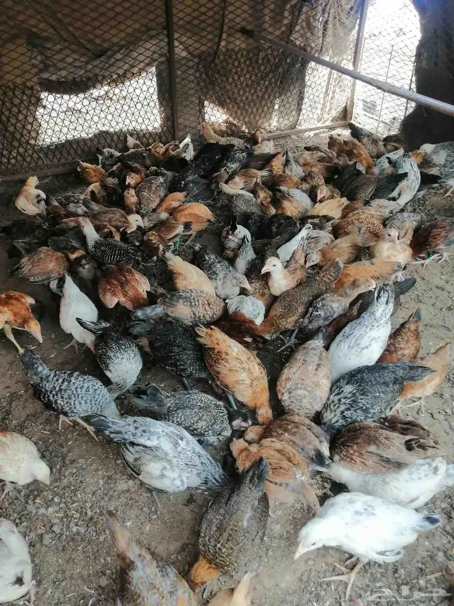 صوص 140البيع بلدي وفيومي 7.50 0