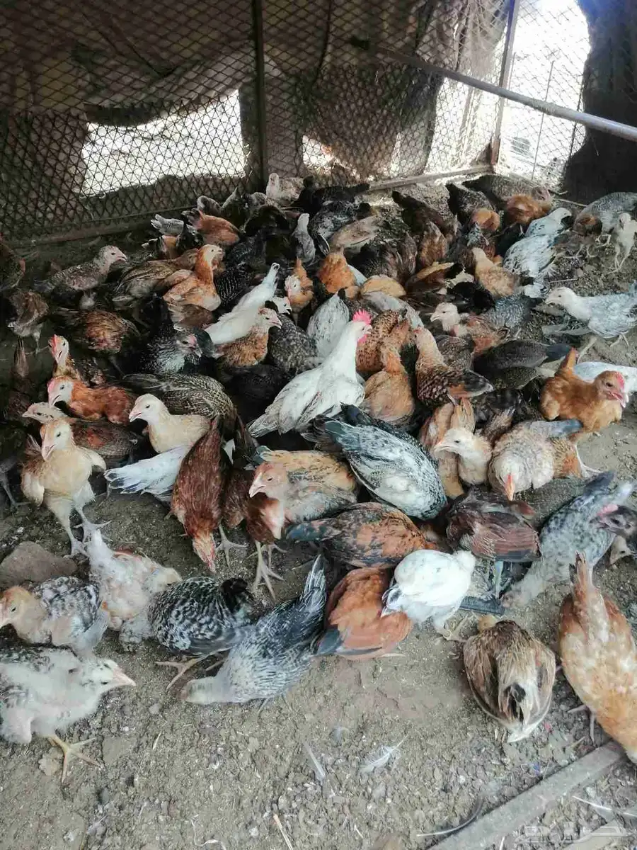 صوص 140البيع بلدي وفيومي 7.50 1