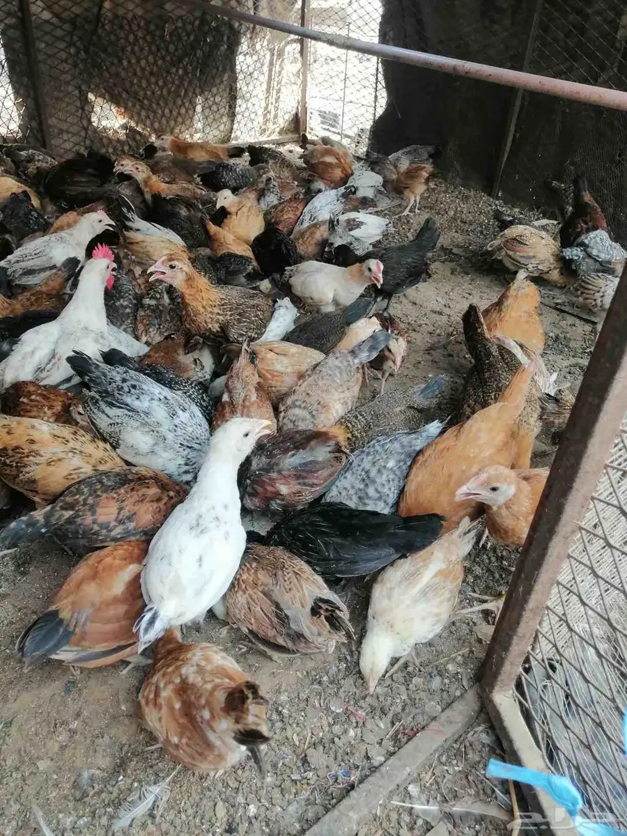 صوص 140البيع بلدي وفيومي 7.50 2