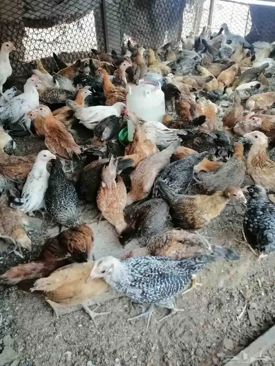 صوص 140البيع بلدي وفيومي 7.50 5
