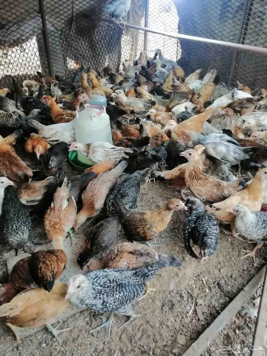 صوص 140البيع بلدي وفيومي 7.50 4