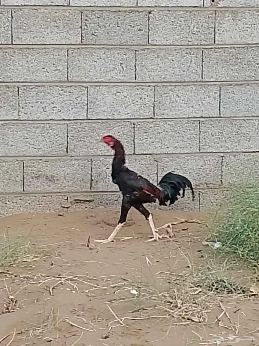 ديك باكستاني و دجاج بلدي 0