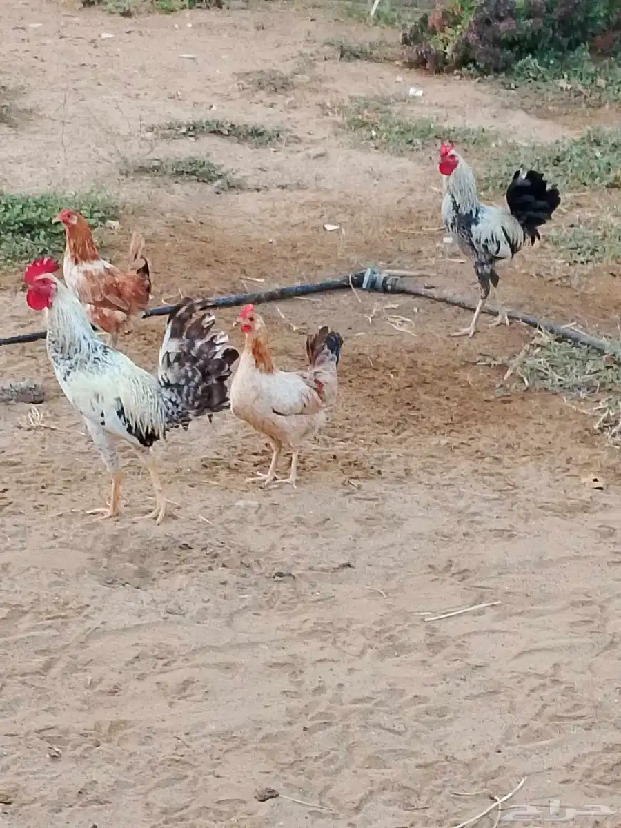 ديك باكستاني و دجاج بلدي 1