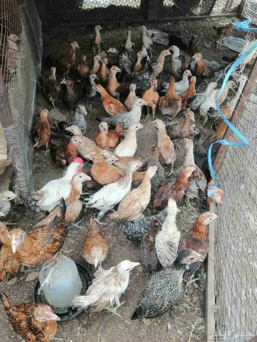 صوص 140البيع بلدي وفيومي 7.50 3