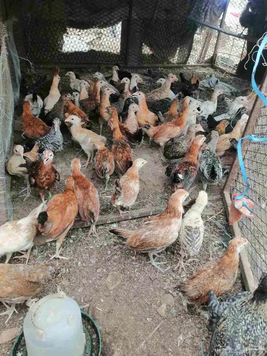 صوص 140البيع بلدي وفيومي 7.50 6