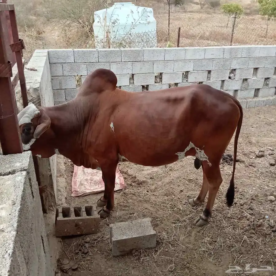 ثور فحل وشرط ماشاء الله 0