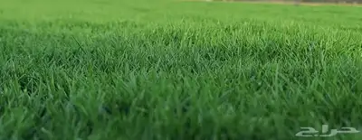 إنجيلة سي2000 درجه اولى 8