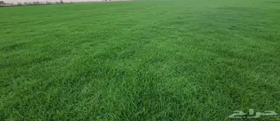 إنجيلة سي2000 درجه اولى 6