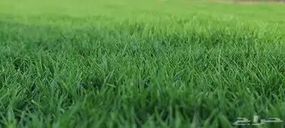 إنجيلة سي2000 درجه اولى 4