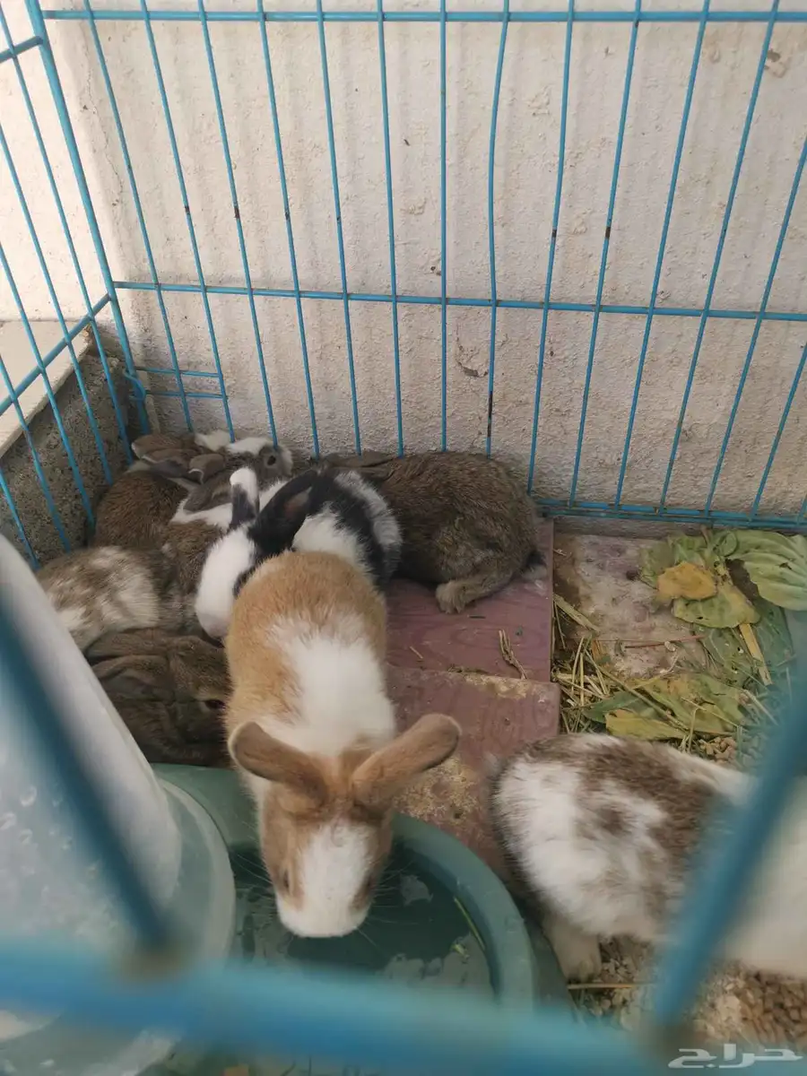 صغار ارانب للبيع عمر ثلاث اسابيع 0