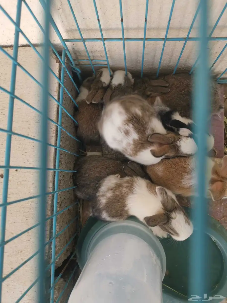 صغار ارانب للبيع عمر ثلاث اسابيع 2