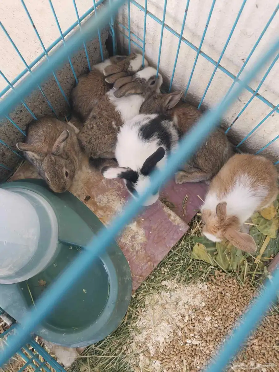 صغار ارانب للبيع عمر ثلاث اسابيع 4