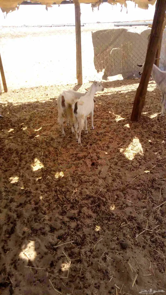 جفار بيشيات 1