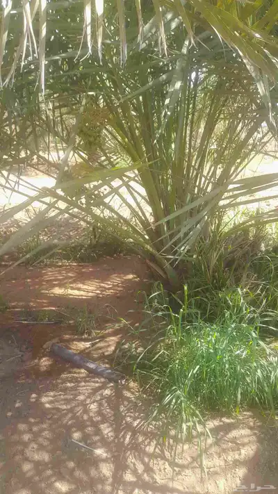 نخل للبيع بجميع انواعه طالع اطايف 2