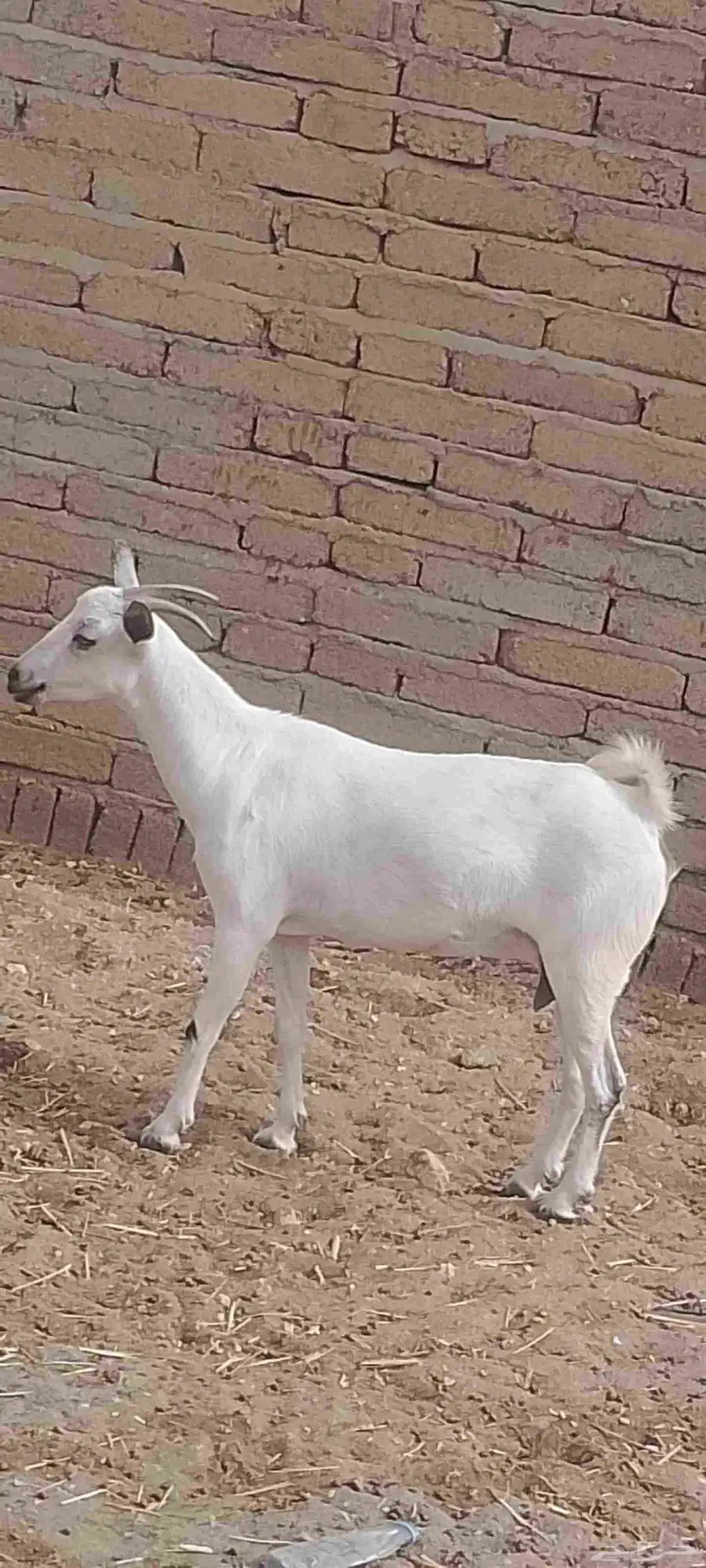عرض ثنين اغنام كلها دفع وفحلهم 2