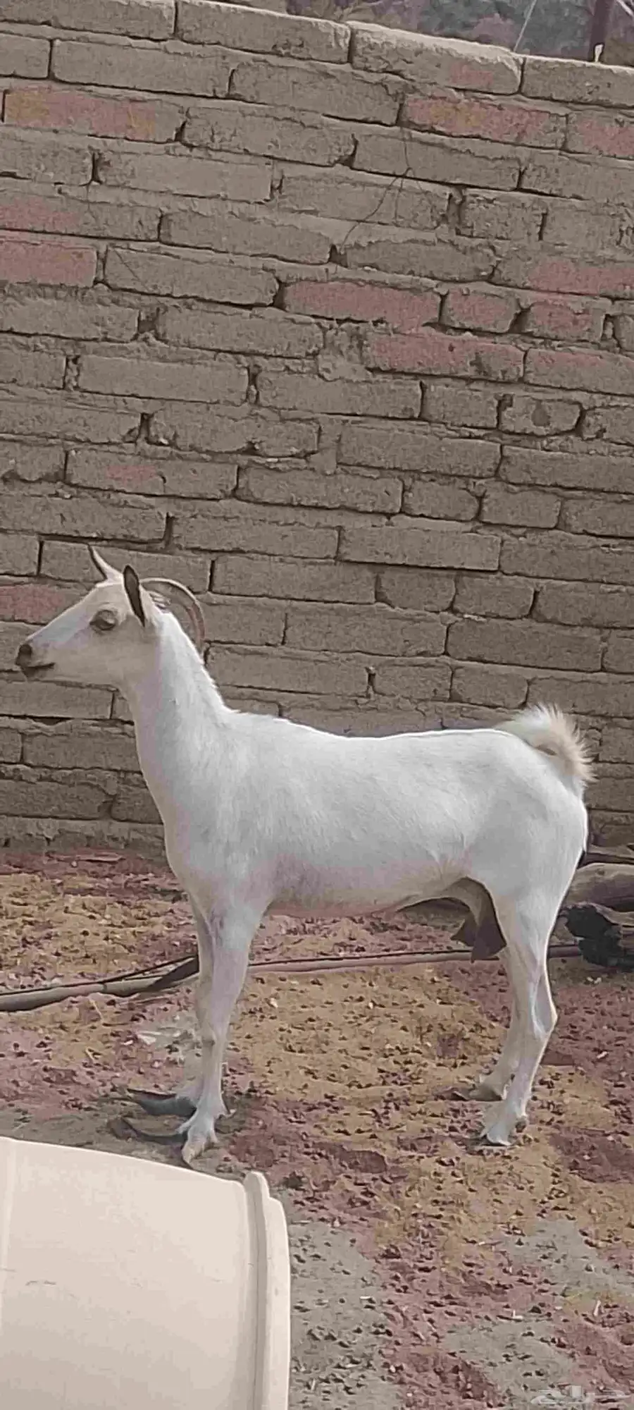 عرض ثنين اغنام كلها دفع وفحلهم 0