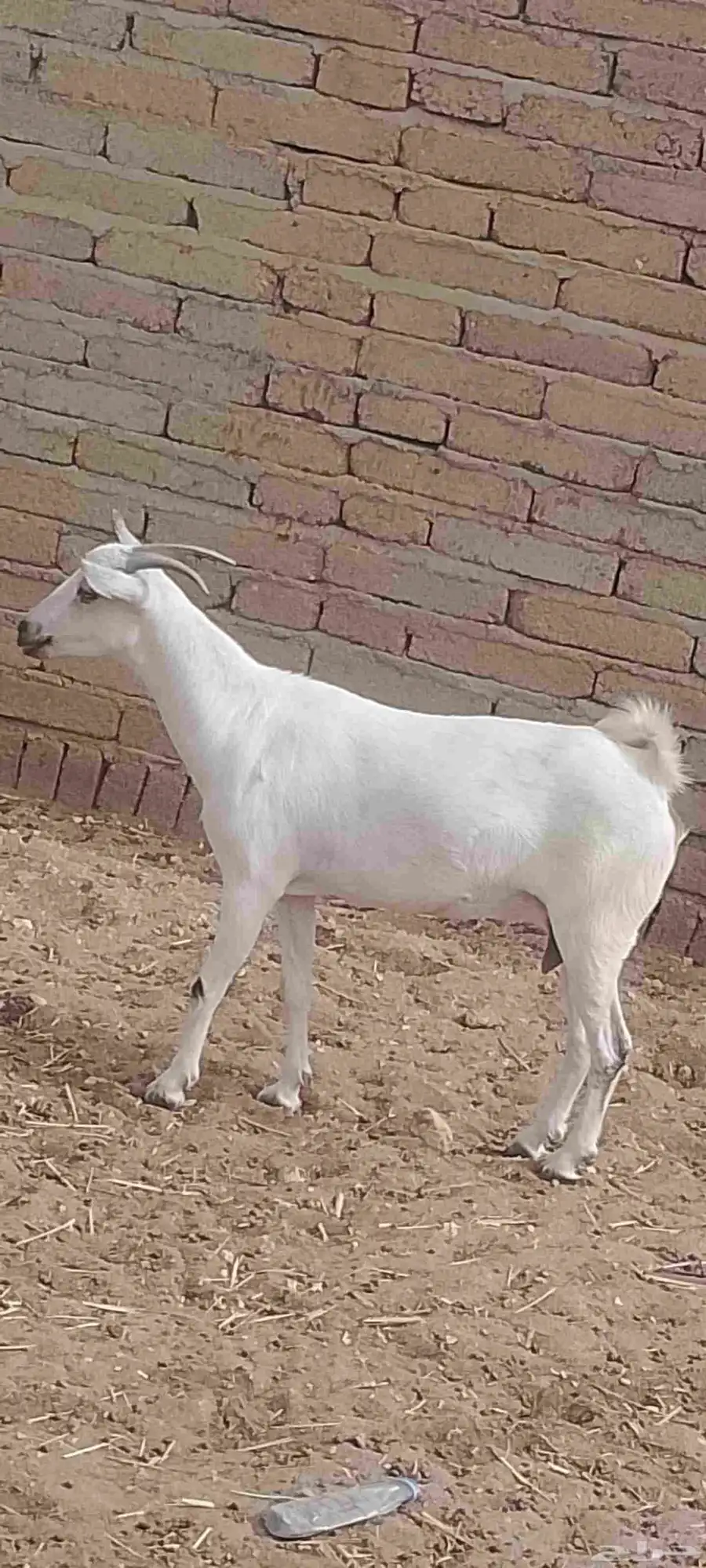 عرض ثنين اغنام كلها دفع وفحلهم 1