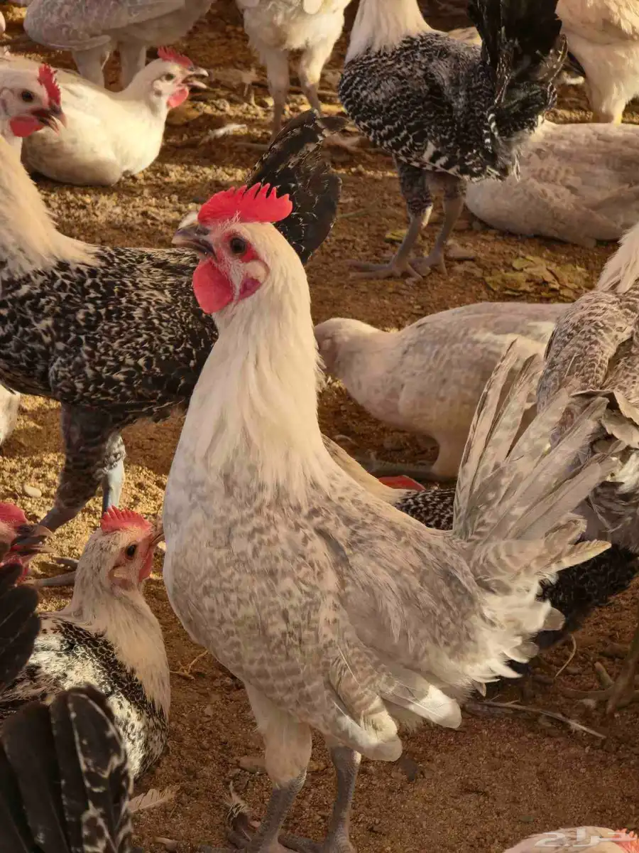 دجاج فيومي المونيوم بشاير اعمار 3 شهور 1