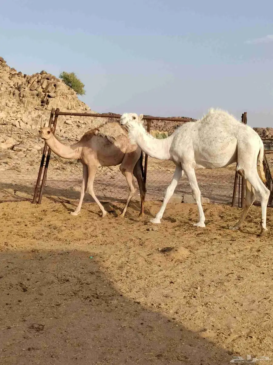 قعدان مناسبه عاليه الجوده index