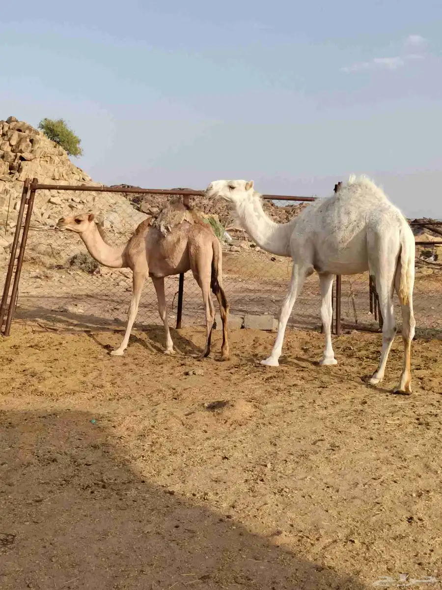 قعدان مناسبه عاليه الجوده index