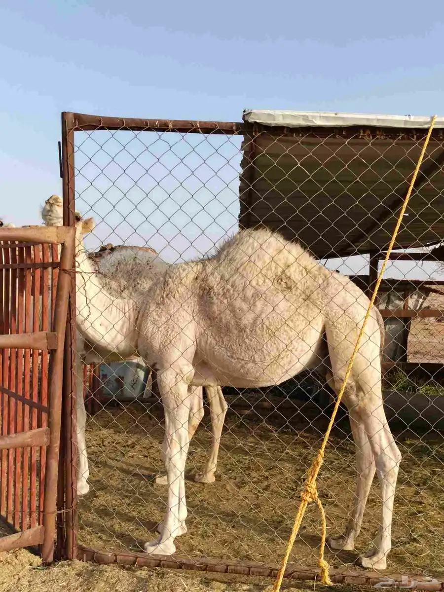 قعدان مناسبه عاليه الجوده index