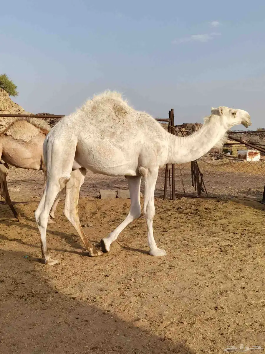 قعدان مناسبه عاليه الجوده index