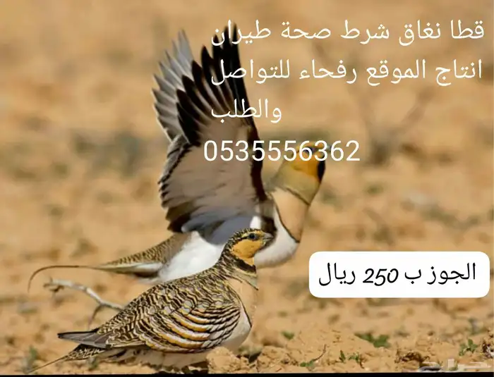 قطا قطاء نغاق 0