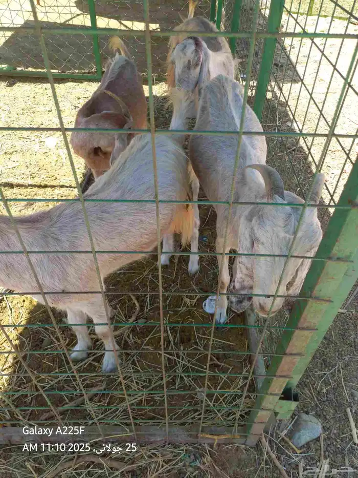 أذكروا الله وصلوا على النبي لبيع بكري اربع حبات 1