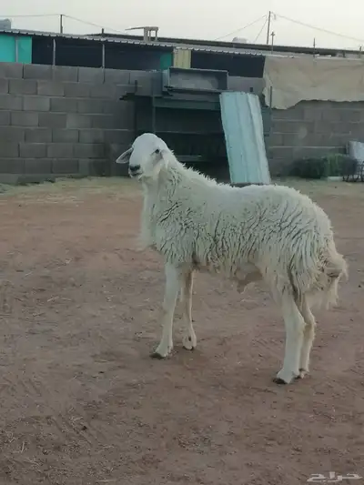 خاروف ثني 0
