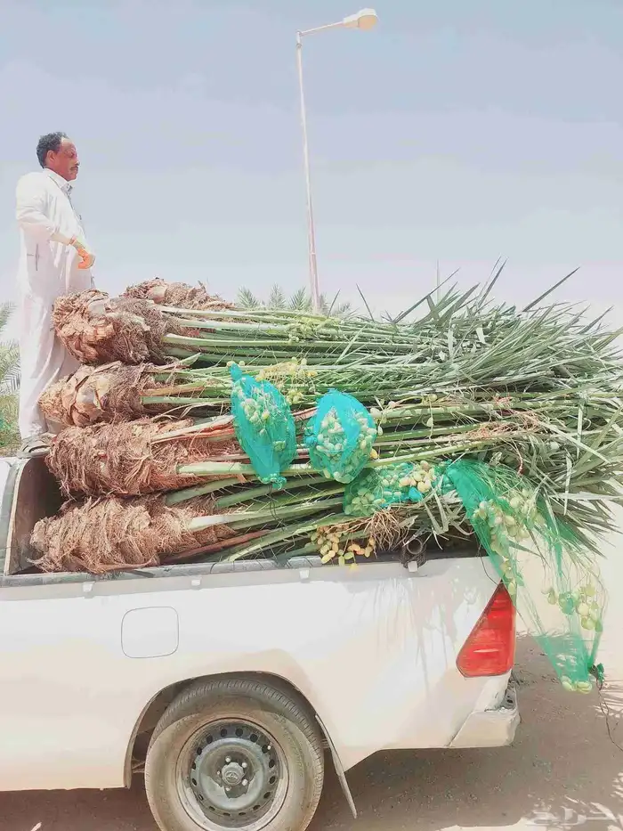 توفر نخيل باجميع انواعه ومقاسات المختلفه 0