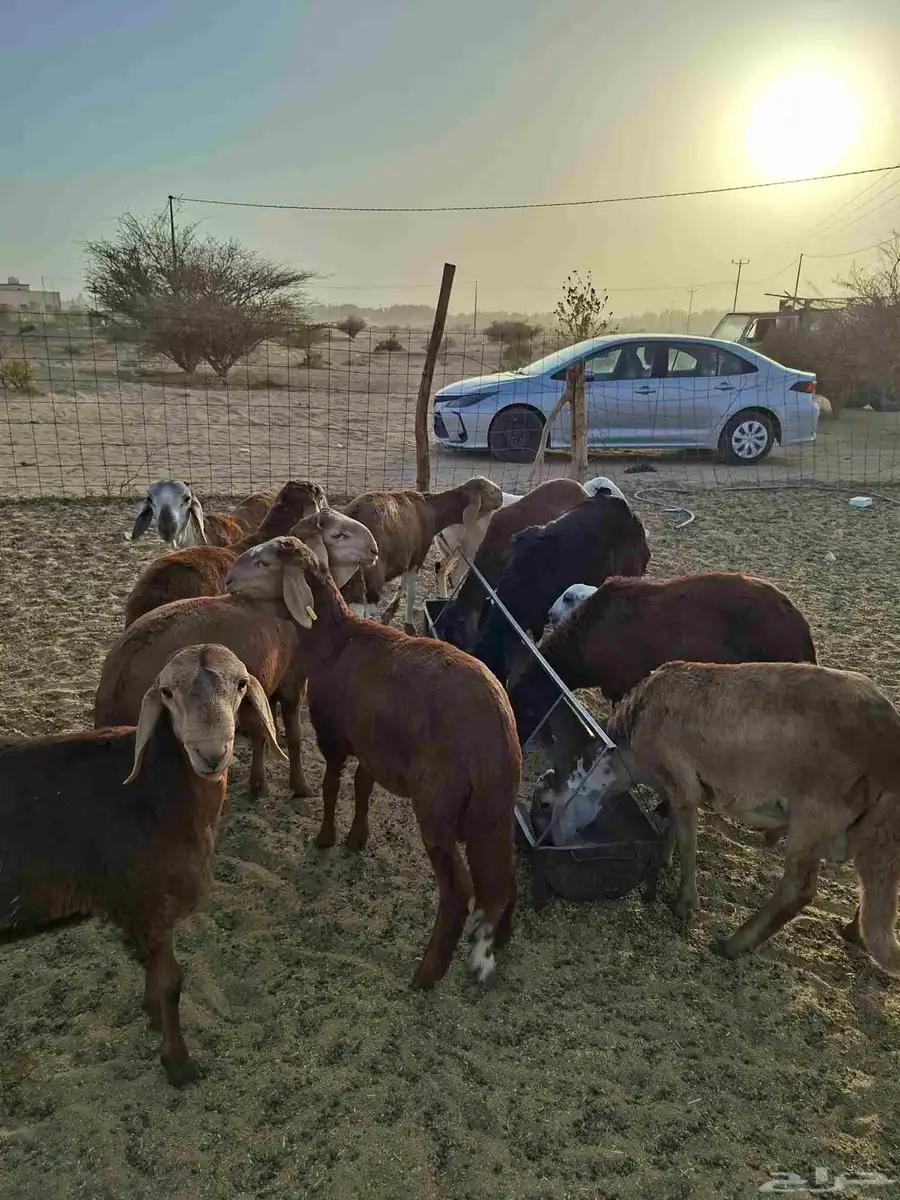 سواكن حمري للبيع العدد 45 محصنه جميع التحصينات جاهزه لذبح 1