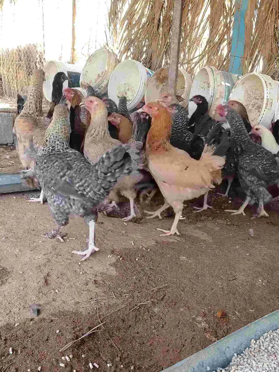 29 دجاجه تركيات العمر خمس شهور ونص بدايه بيض زايد اربع حبات 0