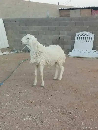 خاروف ثني 2