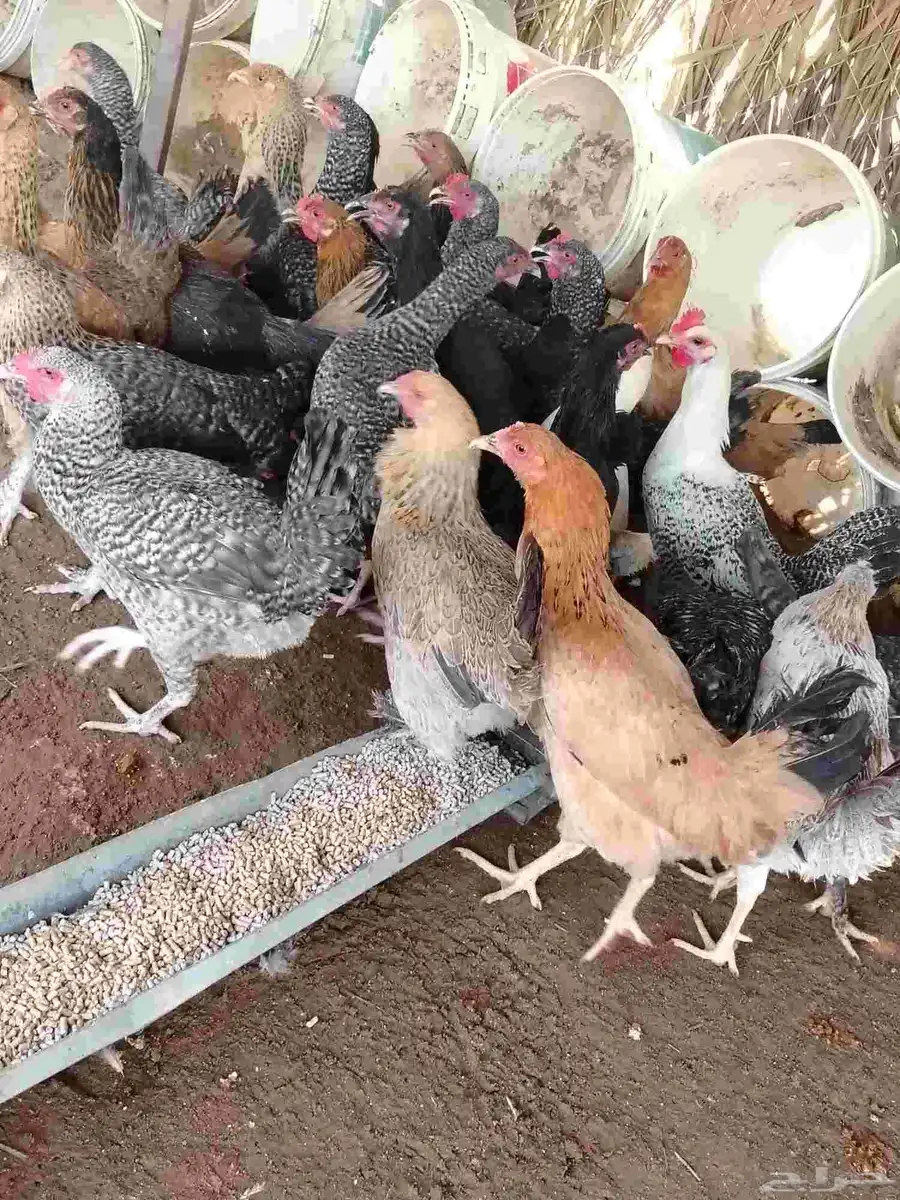 29 دجاجه تركيات العمر خمس شهور ونص بدايه بيض زايد اربع حبات 1
