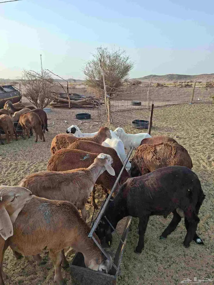سواكن حمري للبيع العدد 45 محصنه جميع التحصينات جاهزه لذبح 0