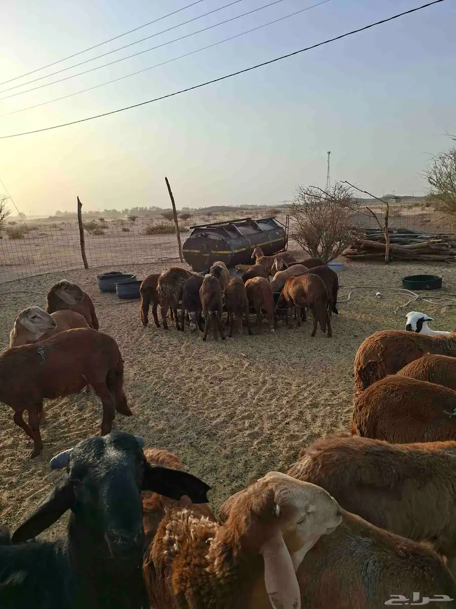 سواكن حمري للبيع العدد 45 محصنه جميع التحصينات جاهزه لذبح 2
